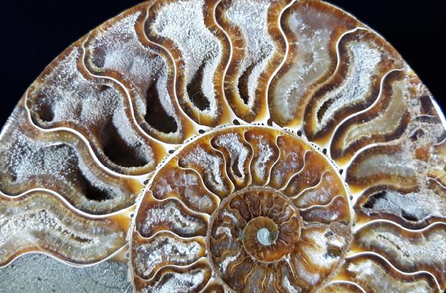 Cleoniceras (Grycia) besairiei COLLIGNON 1949 - Bild © FossNet FossilienStore